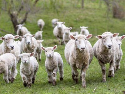 Ex sequestrato da Anonima sarda in carcere per tentato omicidio