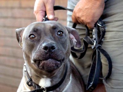 Santhià, pitbull aggredisce due sorelle. La più piccola è grave