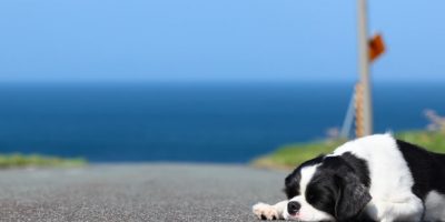 Con l’estate tornano alla ribalta gli abb...