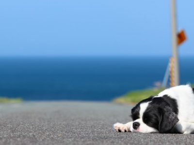 Con l’estate tornano alla ribalta gli abbandoni di cani e gatti