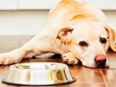 Il cane e l’inappetenza estiva, il parere degli esperti