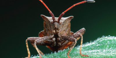 Coldiretti denuncia invasioni di cimici e caval...