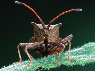 Coldiretti denuncia invasioni di cimici e cavallette in campagna e città