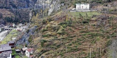 Dopo la tempesta Vaia, la rinascita dei boschi ...