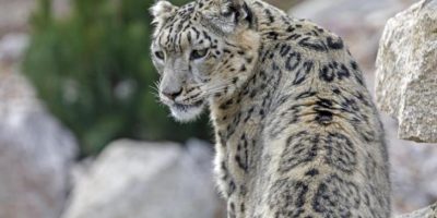 Bimbo di 30 mesi ucciso da un leopardo in un pa...