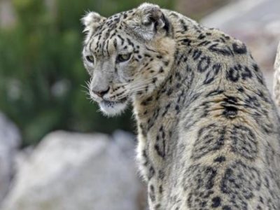 Bimbo di 30 mesi ucciso da un leopardo in un parco in Sudafrica