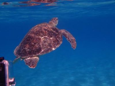 La tartaruga Aurora disintossicata tornerà in mare