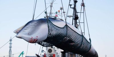 Il Giappone riprenderà la caccia alle balene a ...