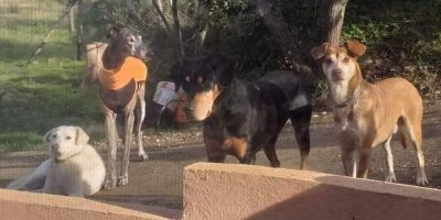 Cani avvelenati e buttati in un pozzo a Livorno