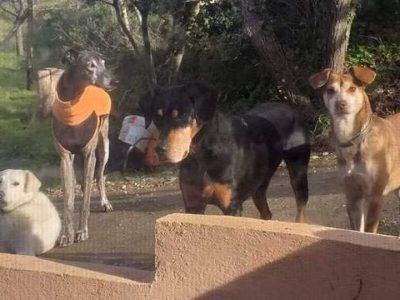 Cani avvelenati e buttati in un pozzo a Livorno