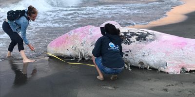 Cucciolo di capodoglio trovato spiaggiato a Ostia
