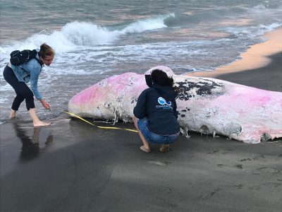 Cucciolo di capodoglio trovato spiaggiato a Ostia