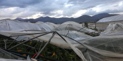 Coldiretti: da grandinate e piogge gravi danni ...