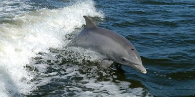 Giovane delfino muore per le troppe molestie ri...