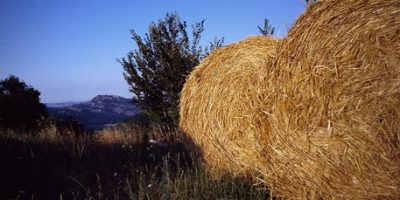 Basta con gli alberi. La carta si ricaverà dall...