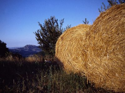 Basta con gli alberi. La carta si ricaverà dalla paglia da grano
