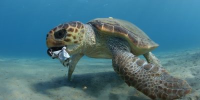 Giornata Mondiale degli Oceani 2021: l’im...
