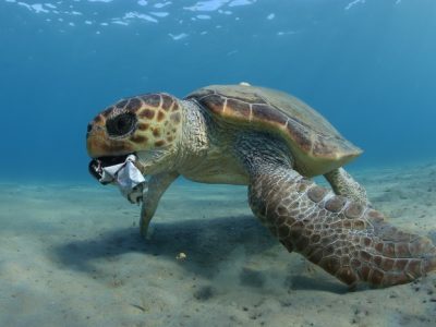 Giornata Mondiale degli Oceani 2021: l’importanza della pesca sostenibile