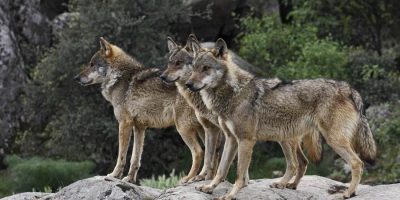 I lupi tornano a razziare e a Bolzano gli allev...