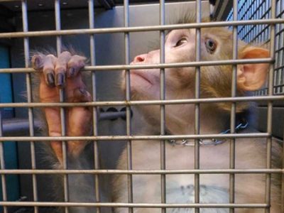 Sperimentazione sui macachi, scienziati e animalisti contro