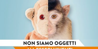 Sos macachi: Lav chiede lo stop alle sperimenta...