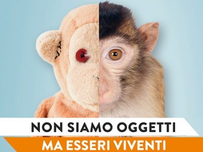 Sos macachi: Lav chiede lo stop alle sperimentazioni al ministro Grillo