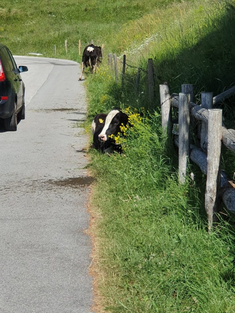mucche stressate caldo