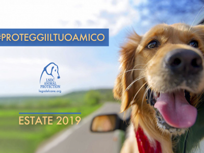 “Proteggi il tuo amico”, 10 consigli per i nostri amici a 4 zampe