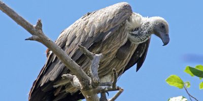 Strage di rapaci nel Botswana, sono stati avvel...