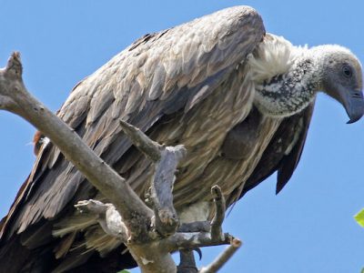 Strage di rapaci nel Botswana, sono stati avvelenati