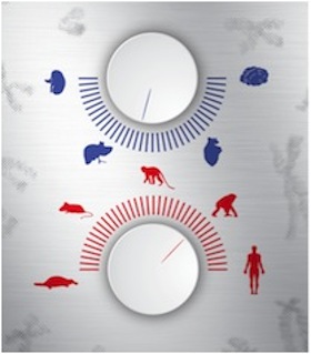decodificati genetici organi