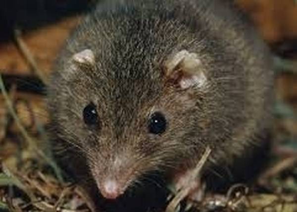 roditore, zecche italia