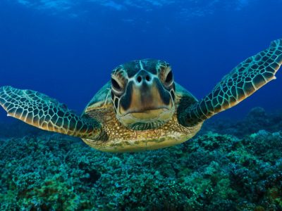 “Giornata mondiale delle tartarughe marine” con il Wwf