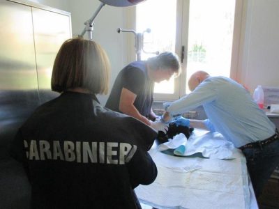 Traffico illecito di cuccioli di bulldog francese. Denunciate sei persone