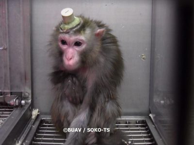 La Lav respinge l’anticipo test sui macachi a Torino