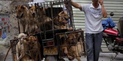 Cina, Yulin: Festival della carne di cane. Migl...