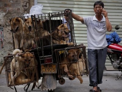 Cina, Yulin: Festival della carne di cane. Migliaia di cani trucidati
