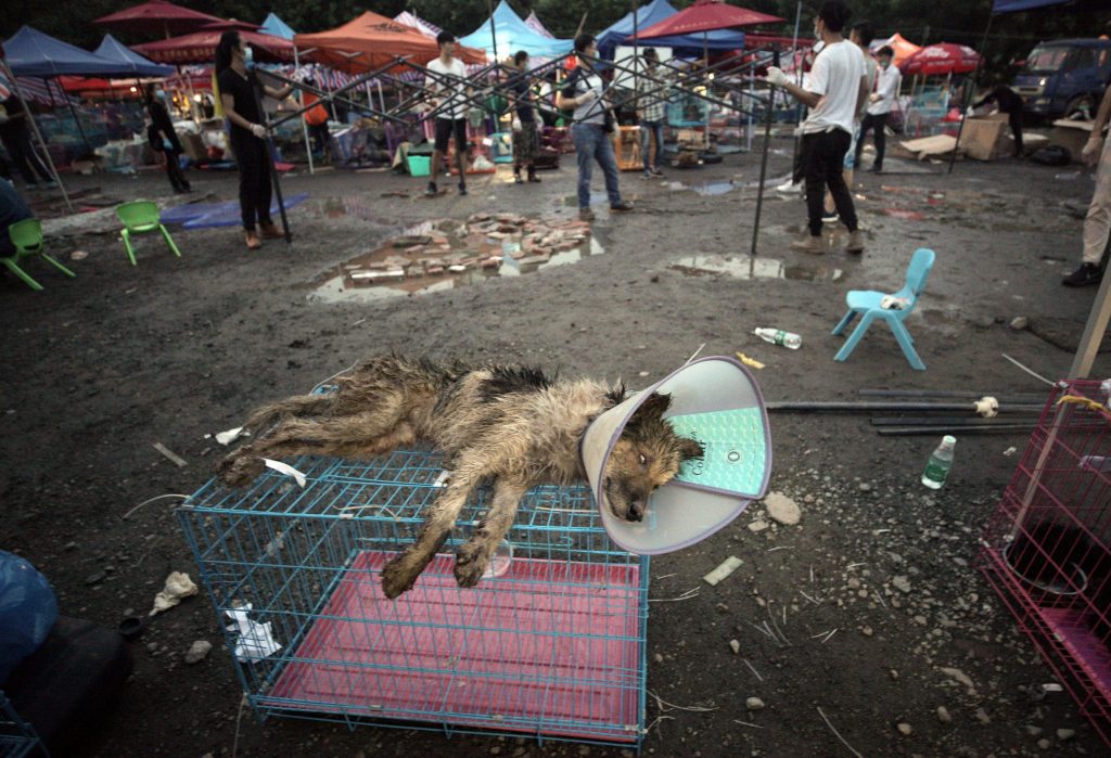 Yulin Festival Carne di cane