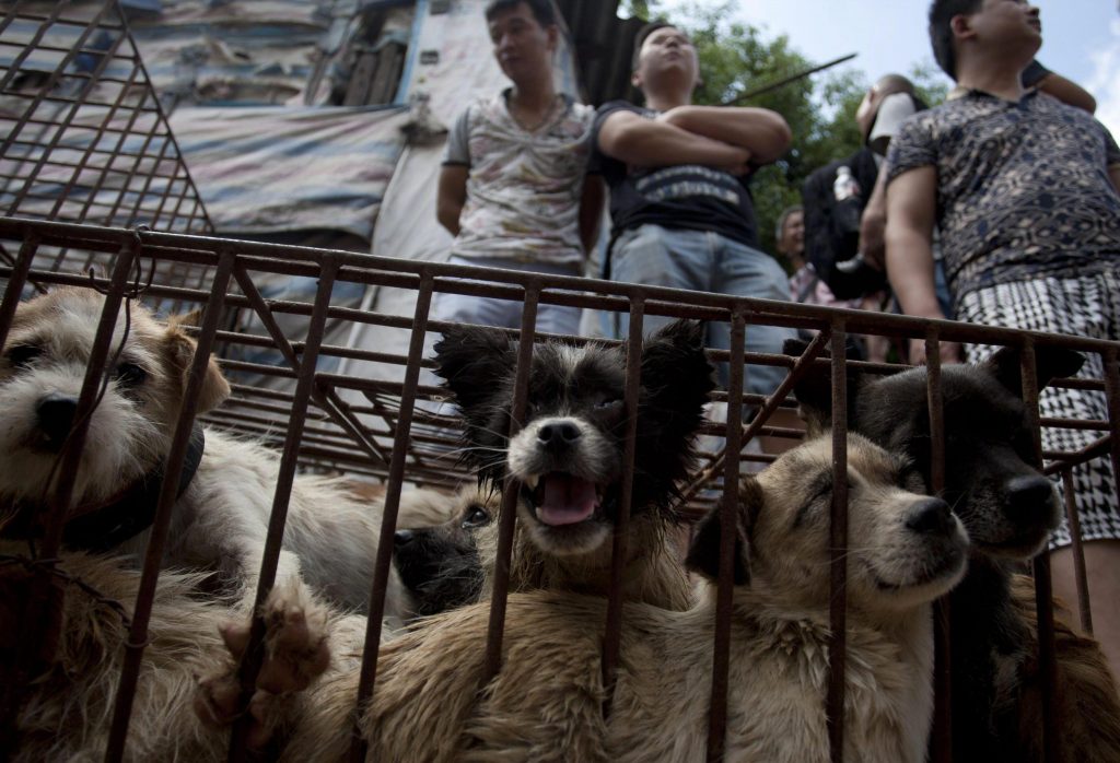 Yulin Festival Carne di cane