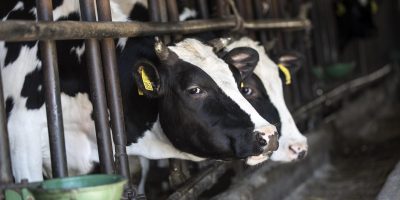 Mucche stressate dal caldo: segna -10% la produ...