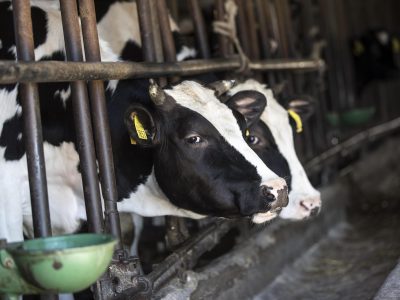 Mucche stressate dal caldo: segna -10% la produzione di latte