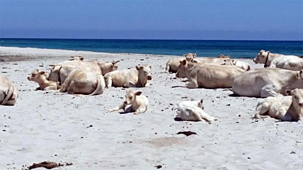 mucche stressate caldo