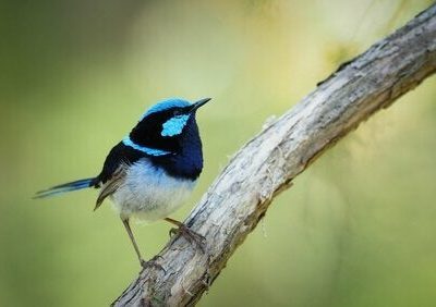 Aveva stipati 208 volatili protetti, denunciato l’uomo