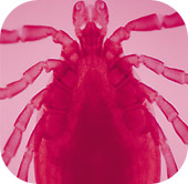 zecca, zecche italia