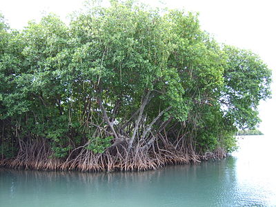 mangrovie, droni