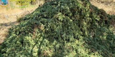 In Sicilia, la Gfd sequestra 11mila piante di c...