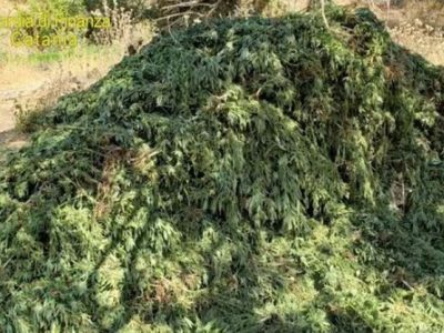 In Sicilia, la Gfd sequestra 11mila piante di cannabis