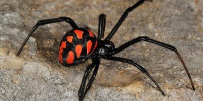 Punto da una vedova nera, si salva grazie all&#...