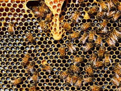 Coldiretti lancia l’allarme: “Api a rischio se ritorna il freddo”