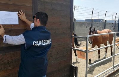 Carabinieri sequestrano box abusivi con 13 cavalli a Napoli